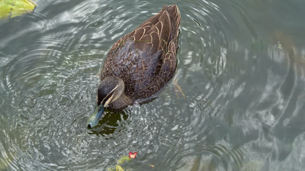 Un'anatra nera del Pacifico selvatica che galleggia sull'acqua, in cerca di vegetazione acquatica in un ambiente di zone umide, in primo piano.