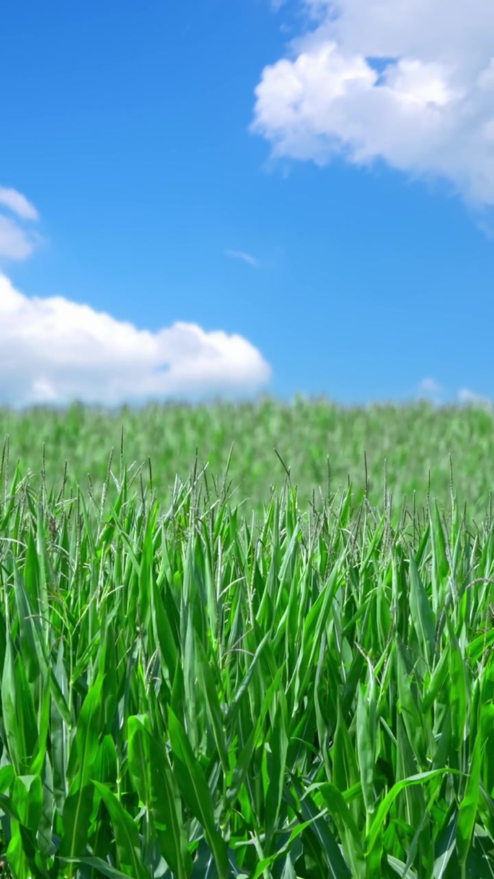 Campo di mais verde che ondeggia al vento sotto un cielo azzurro
