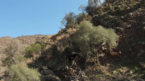 Cabras-Montesas-Subiendo-Por-La-Ladera-De-Una-Montaña-Empinada