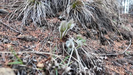 the first purple snowdrops that have not yet bloomed in yakutia