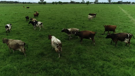 Vacas-Corriendo-En-El-Paddock