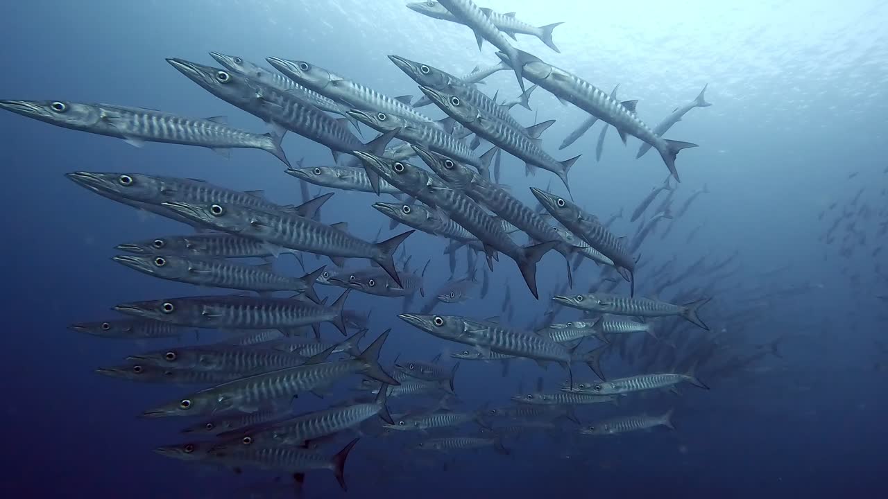 a school of barracudas swim close to the camera then turns and swim away