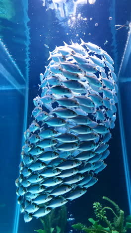 una escuela de peces nadando en un acuario