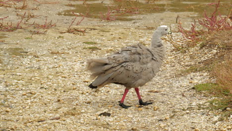 Cape-Barren-Goose-Zu-Fuß-Durch-Seichtes-Wasser