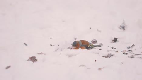 european robin bird foraging food in a snowy landscape