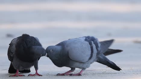 two pigeons engage closely on a city pavement, displaying intimate behavior and interaction.