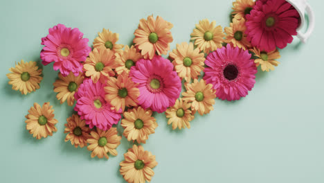 video of orange and pink flowers with copy space on green background