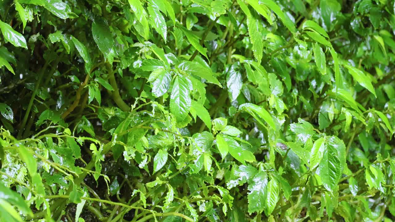 Vibrant green leaves glisten with raindrops in Dorrigo's rainforest. Soft, natural lighting enhances the serene, refreshing atmosphere