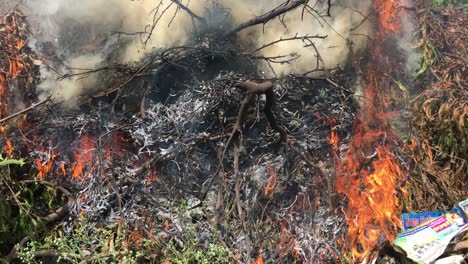 close up of burning bushes with smoke and flames in india