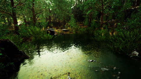 deciduous forest is reflected in the small lake