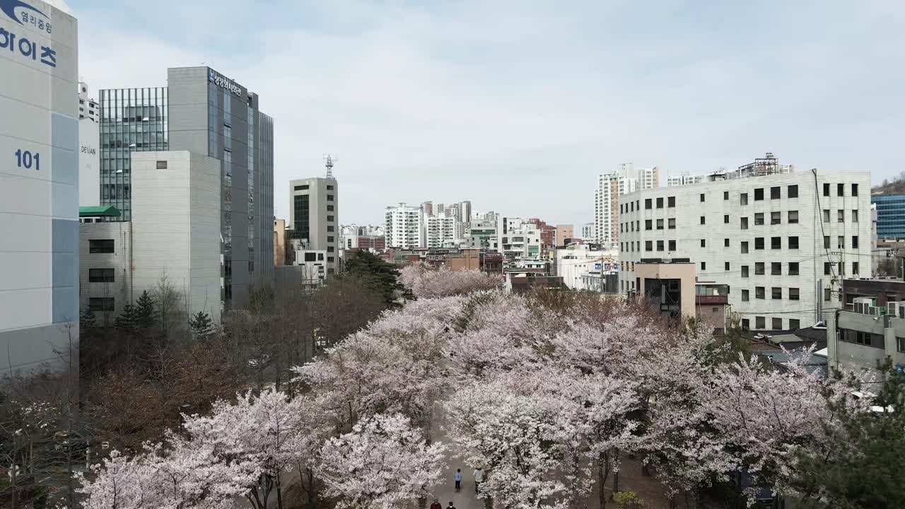 공중 드론 서울 여의서로 벚꽃 나무 도심, 대한민국