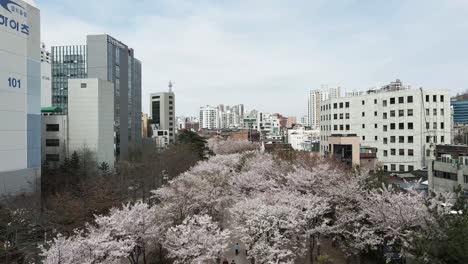 Drone-Aéreo-Yeoiseo-ro-Seúl-Cerezos-En-Flor-Centro-De-La-Ciudad,-Corea-Del-Sur