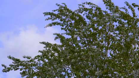 Vista-Media-De-Hojas-De-álamo-Plateadas-Movidas-Por-Un-Fuerte-Viento-Contra-Un-Cielo-Azul-Nublado