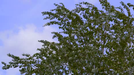 vista media de hojas de álamo plateadas movidas por un fuerte viento contra un cielo azul nublado