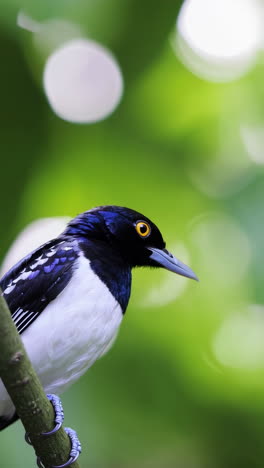 stunning blue and white bird perched on a branch