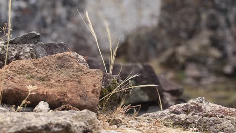 Close-up-of-grass-on-a-stony-and-rocky-ground-with-a-blurred-backdrop-of-a-stone-wall,-highlighting-the-concept-of-nature's-resilience-and-rugged-beauty