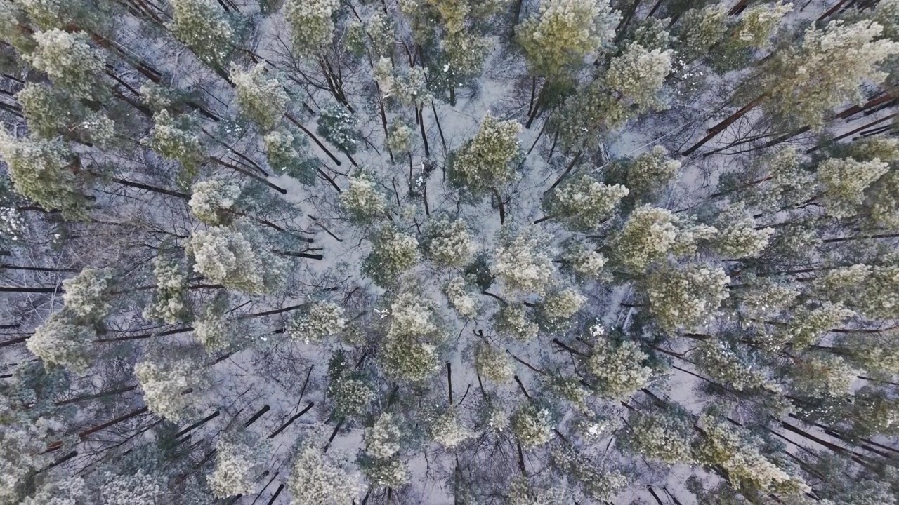 Vista aerea dall'alto rivela motivi boschivi brinati sull'isola di Dole in inverno.
