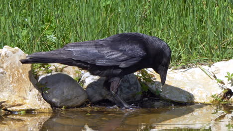 Close-up-shot-of-black-crow-hunting-in-river-during-sunny-day,-slow-motion---4K-prores-shot