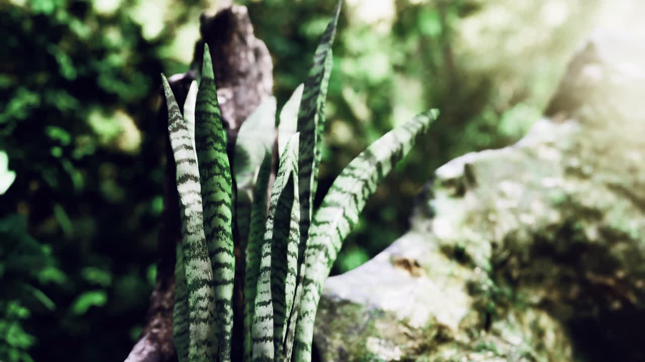 Lush greenery featuring snake plant thrives in natural forest setting