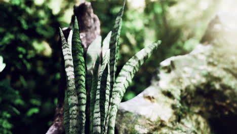 lush greenery featuring snake plant thrives in natural forest setting