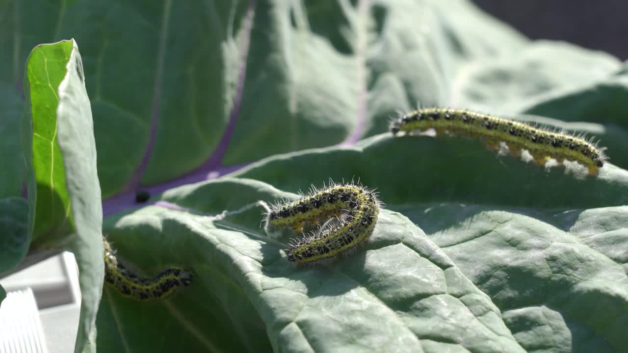 gusanos de repollo en hojas de repollo