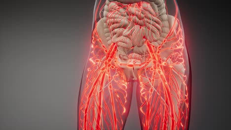 vasos sanguíneos del cuerpo humano