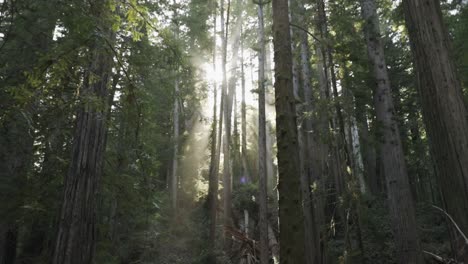 Toma-épica-Y-Hermosa-De-Rayos-De-Luz-Solar-Filtrados-Por-árboles-Altos,-Seguimiento-En-Cámara-Lenta-A-Través-De-Un-Bosque