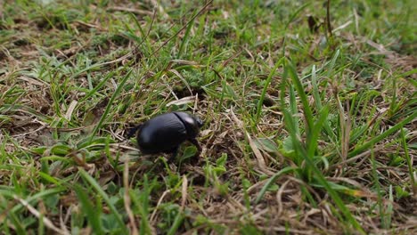 Black-scarab-beetle-crawling-on-grass-field-looking-for-food-in-nature