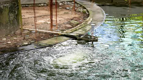 rippling water in a hong kong pond