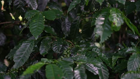 green coffee beans on a coffee plant
