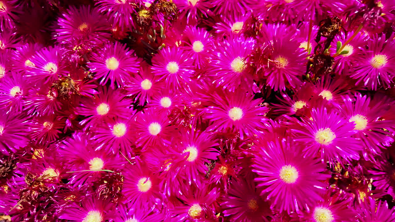 Close-up view of a vibrant carpet of bright pink flowers