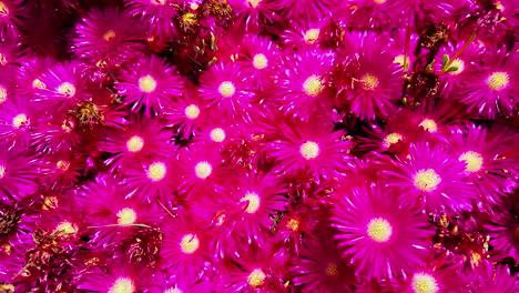 close-up view of a vibrant carpet of bright pink flowers