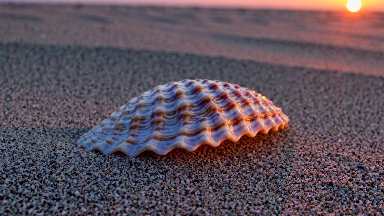 Seashell Resting on Sandy Beach at Sunset