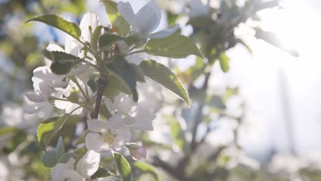 Nahaufnahme-Von-Weißen-Blüten-Auf-Apfelbäumen-Im-Obstgarten-Mit-Hintergrundbeleuchtung-Mit-Heller-Sonne