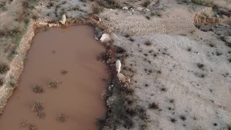 Aerial-of-cattle's-drinking-water-from-small-pond-at-Israel,-Katzir
