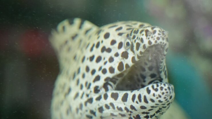 Primo piano di un'anguilla bianca e nera che nuota in un acquario