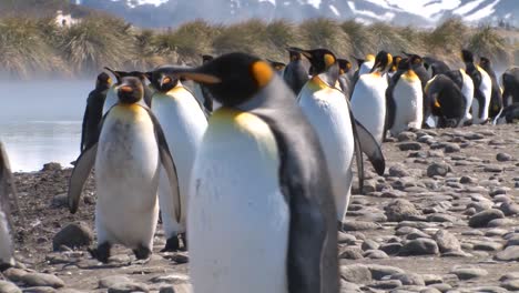 Kaiserpinguinkolonie,-Die-Am-Strand-Spaziert