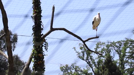 una cigüeña de pie en una pierna en una rama de árbol, capturada a través de la valla metálica en el zoológico de batumi, georgia, ilustrando el concepto de equilibrio aviario y observación de la vida silvestre