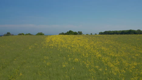 Astonishing-aerial-drone-view-of-flowery-yellow-grass-field-hill,-drone-flying-forward-reveal-amazing-sea-landscape-with-sailbaots-in-distance-on-windy-day,-clear-sky-day,-Brodten,-Germany