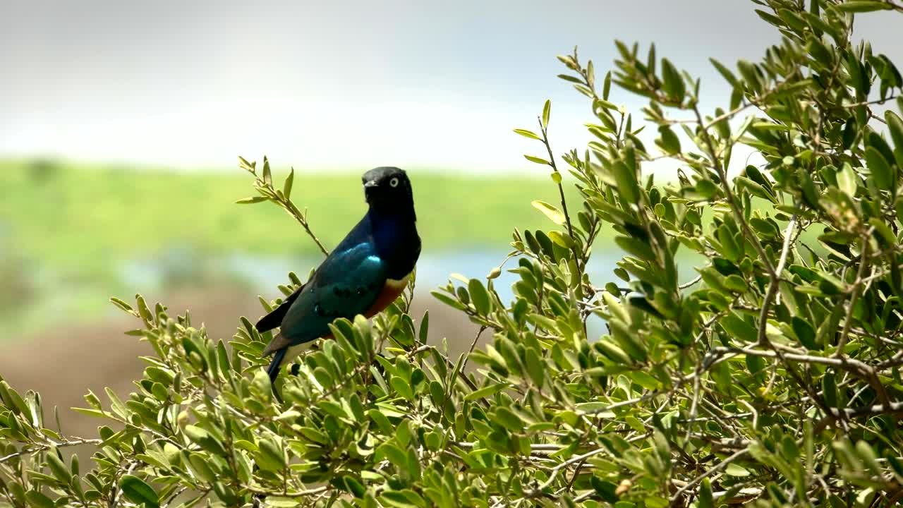 magnífico estornino en un árbol en la colina de observación en amboseli