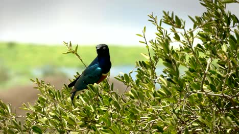 magnífico estornino en un árbol en la colina de observación en amboseli