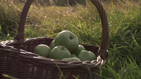 basket of ripe green apples in summer meadow panning medium shot