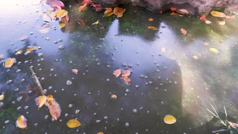 leaves falling, water rippling in a puddle.