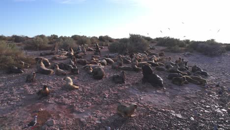 drone circulating around a large sea lion colony resting on the sandy beach surround with seagulls at bahia bustamante