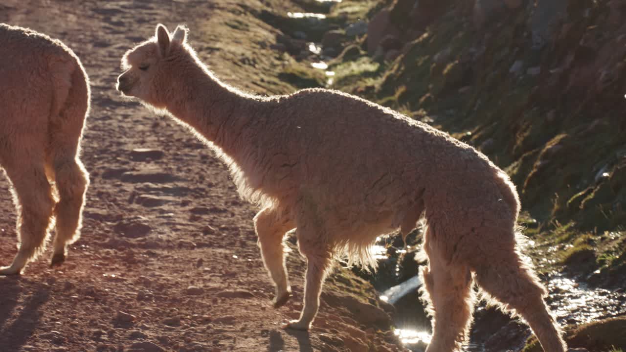 두 마리의 알파카가 시골 길에서 하천을 가로질러 고 있는데, 이 길은 이른 아침 빛의 부드러운 빛에 의해 강조됩니다.