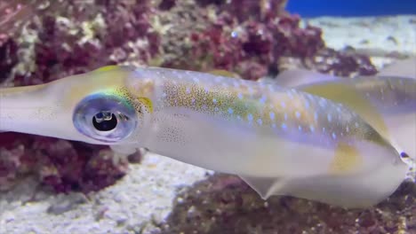 squid color changing in slow motion