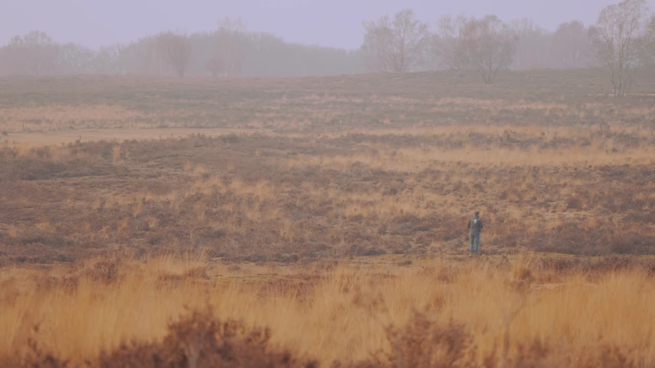Slight motion still shot, man looking out at vast heathlands, Veluwe National Park, Netherlands
