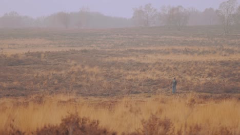 Leichte-Bewegung-Noch-Gedreht,-Mann-Mit-Blick-Auf-Weite-Heidelandschaften,-Veluwe-Nationalpark,-Niederlande