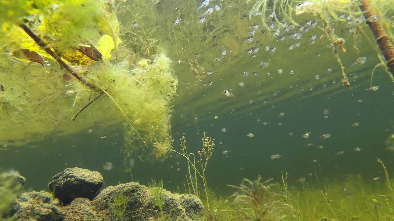 Vista subacquea di acqua limpida post-monsonica dove innumerevoli girini traslucidi galleggiano tra alghe e bolle