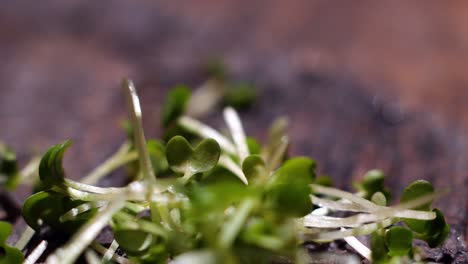 closeup of microgreens